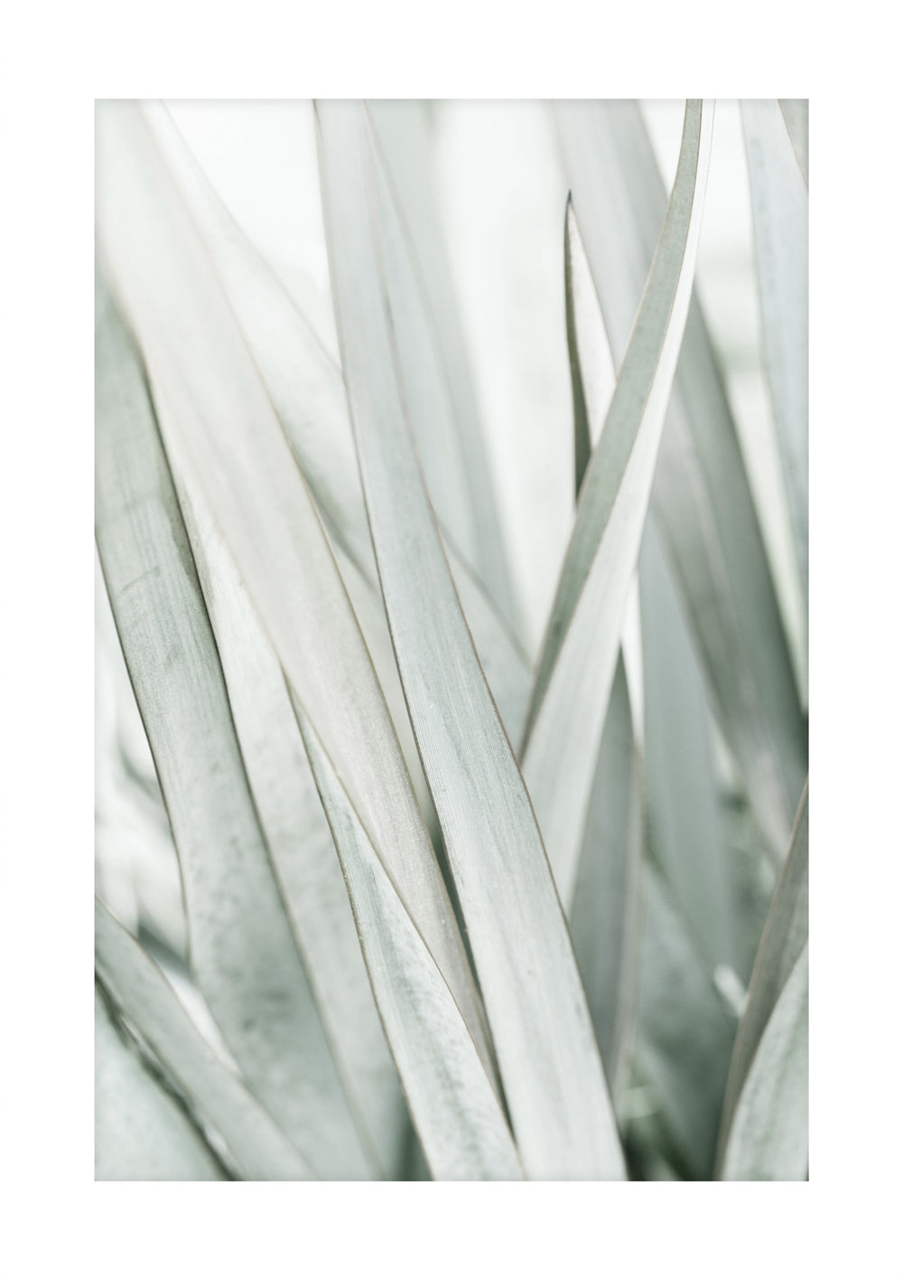 Sage Plant Print