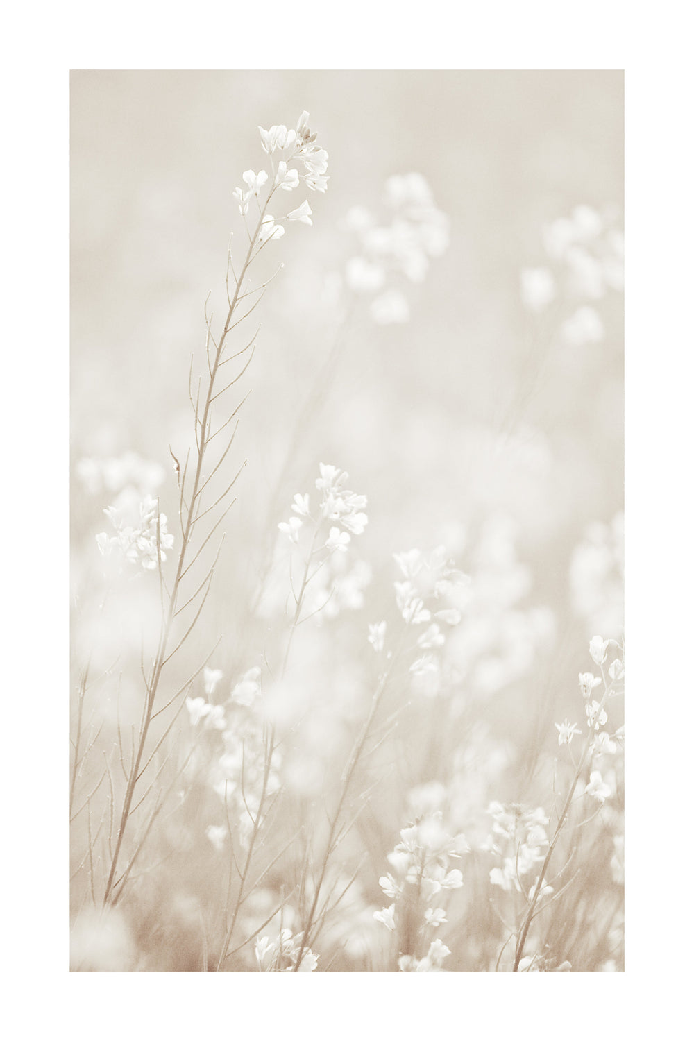 Dried Florals