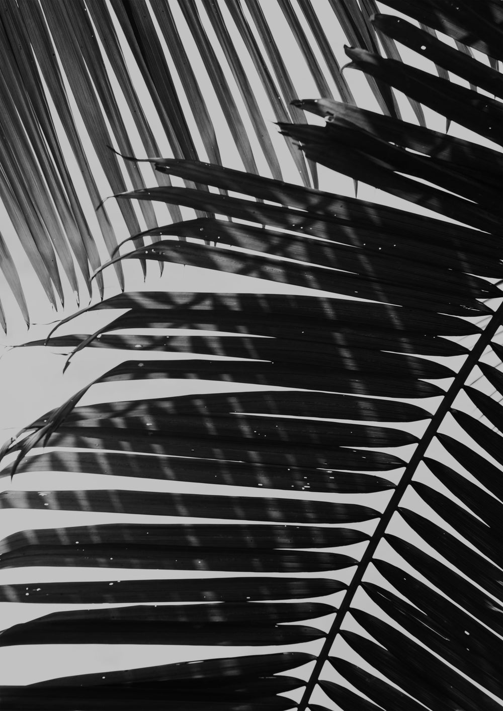 Palm Shadows 02