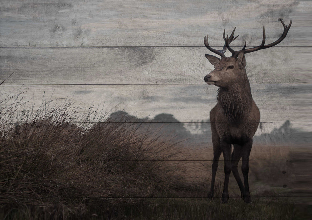 Stag Print