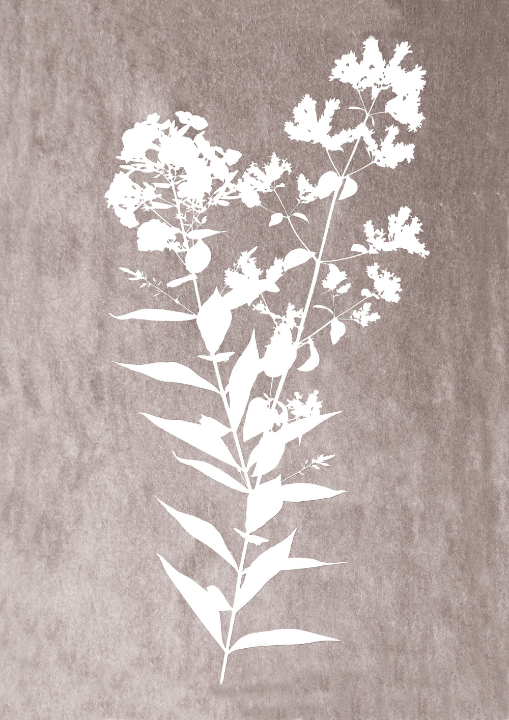 Delicate Botanical 1