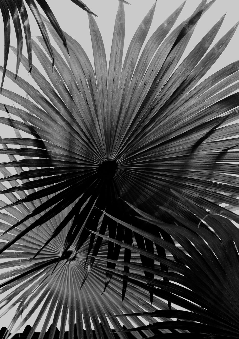Palm Shadows 01