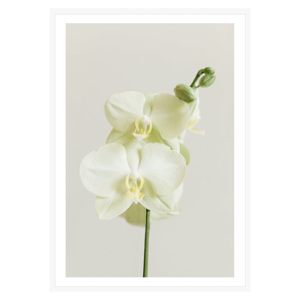 White Orchid Botanic Print
