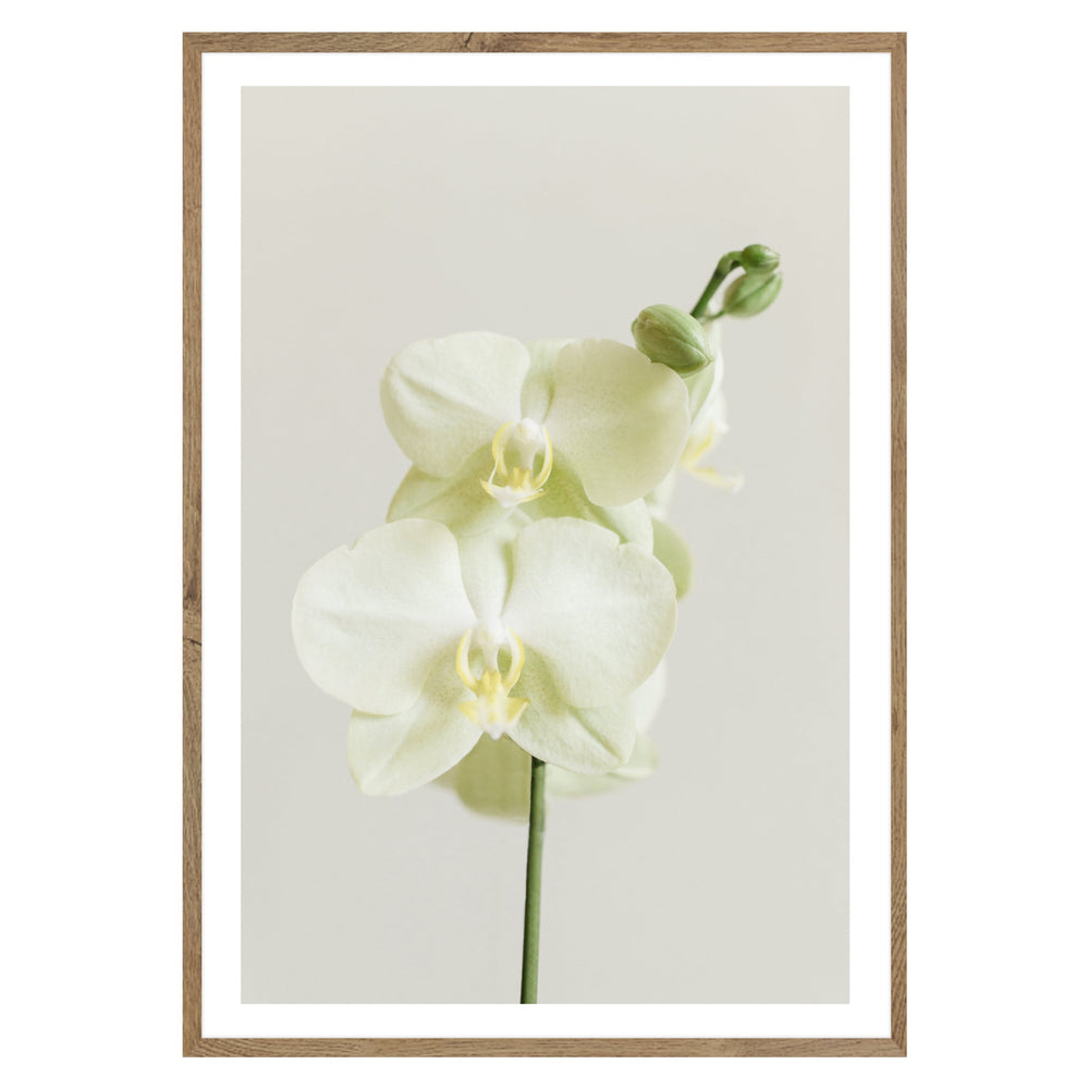 White Orchid Botanic Print