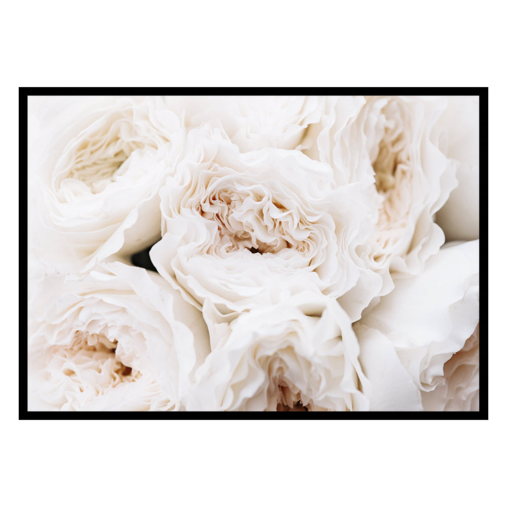 Peonies