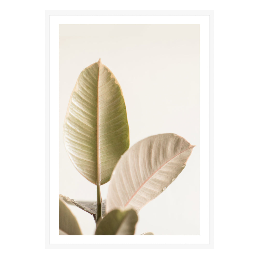Rubber Plant Photographic Print