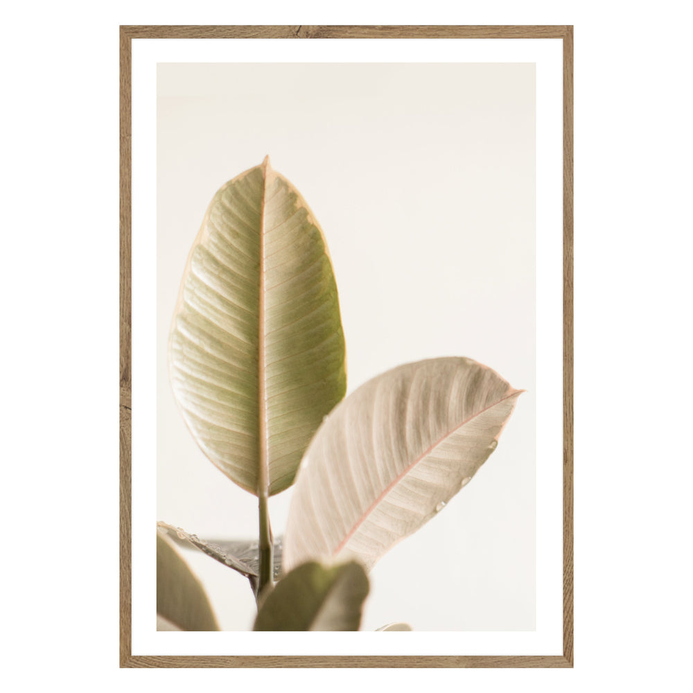 Rubber Plant Photographic Print