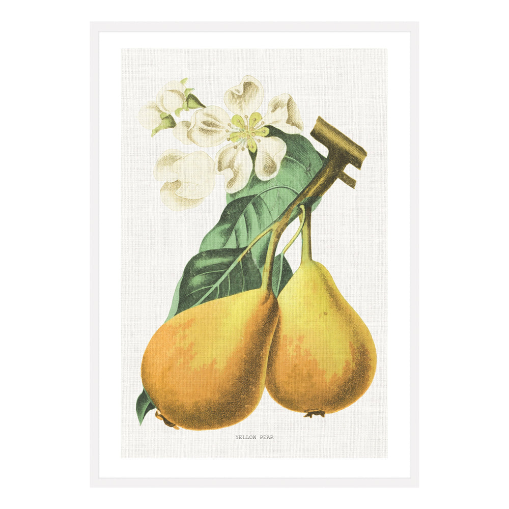 Vintage Pear