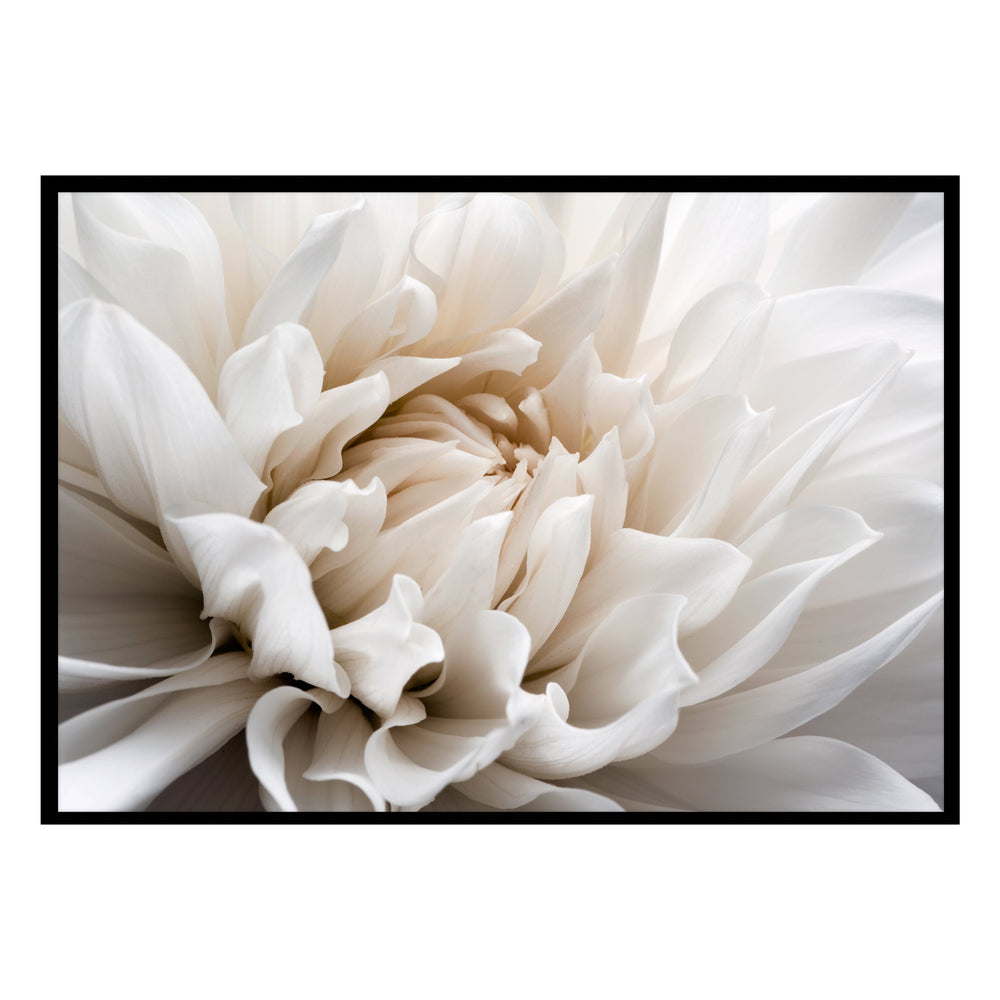 White Flower Photographic Print