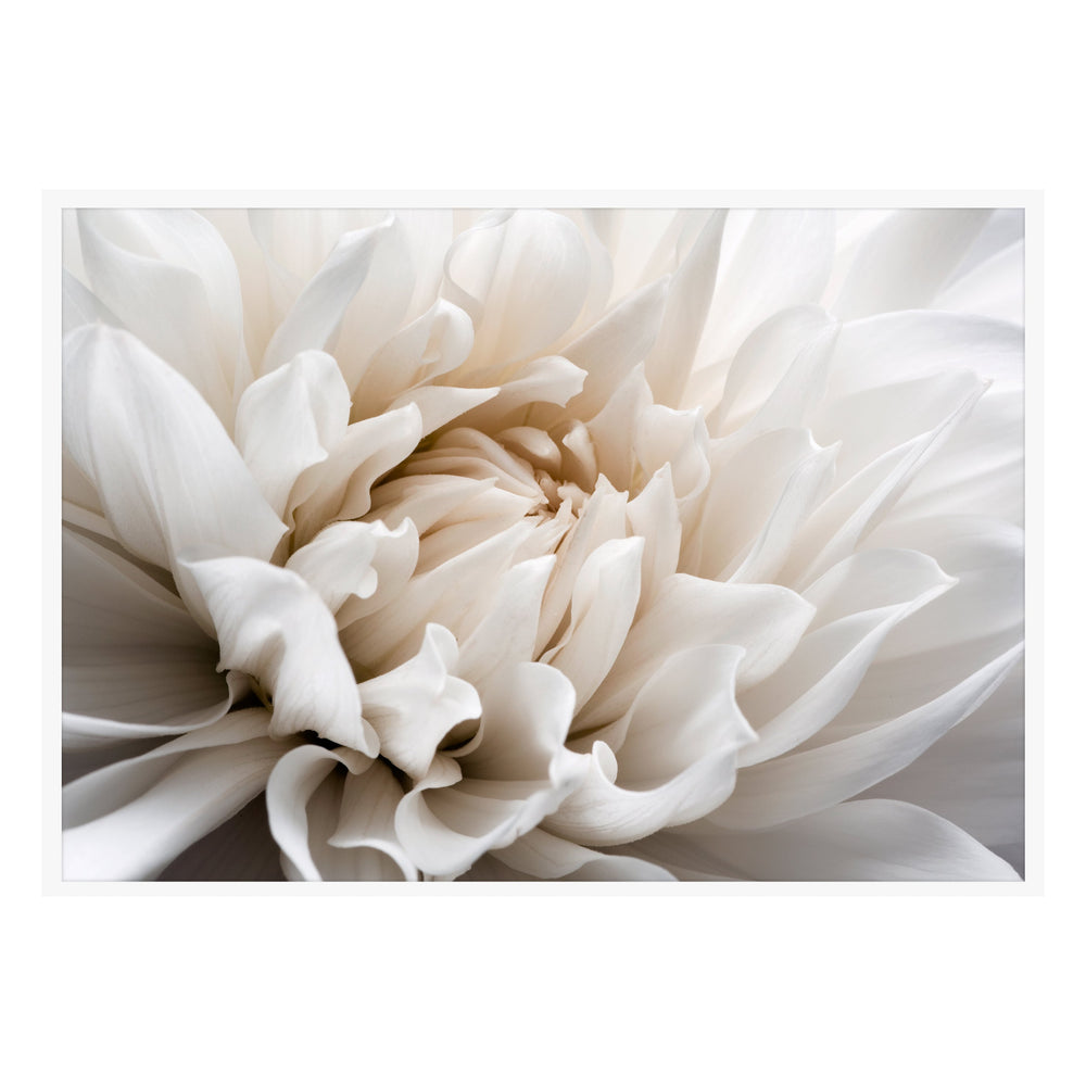White Flower Photographic Print
