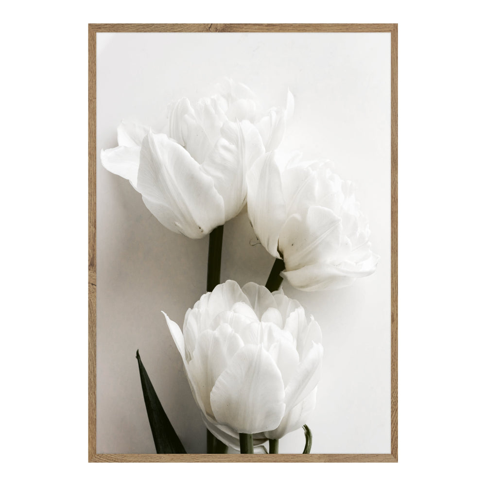 White Tulips Botanic Print