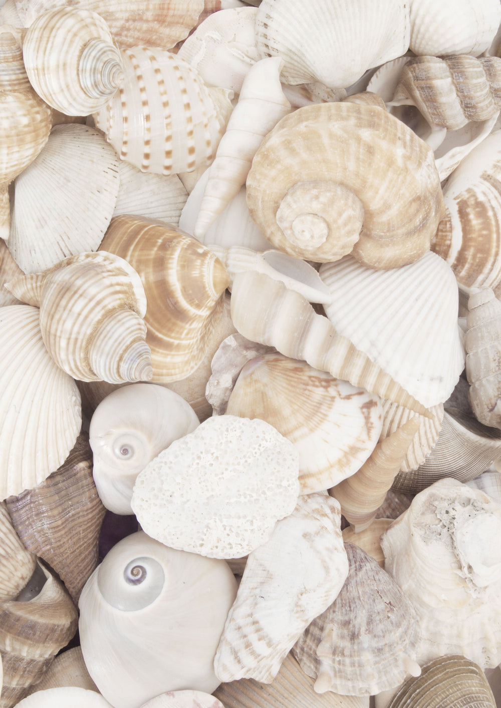 Seashells