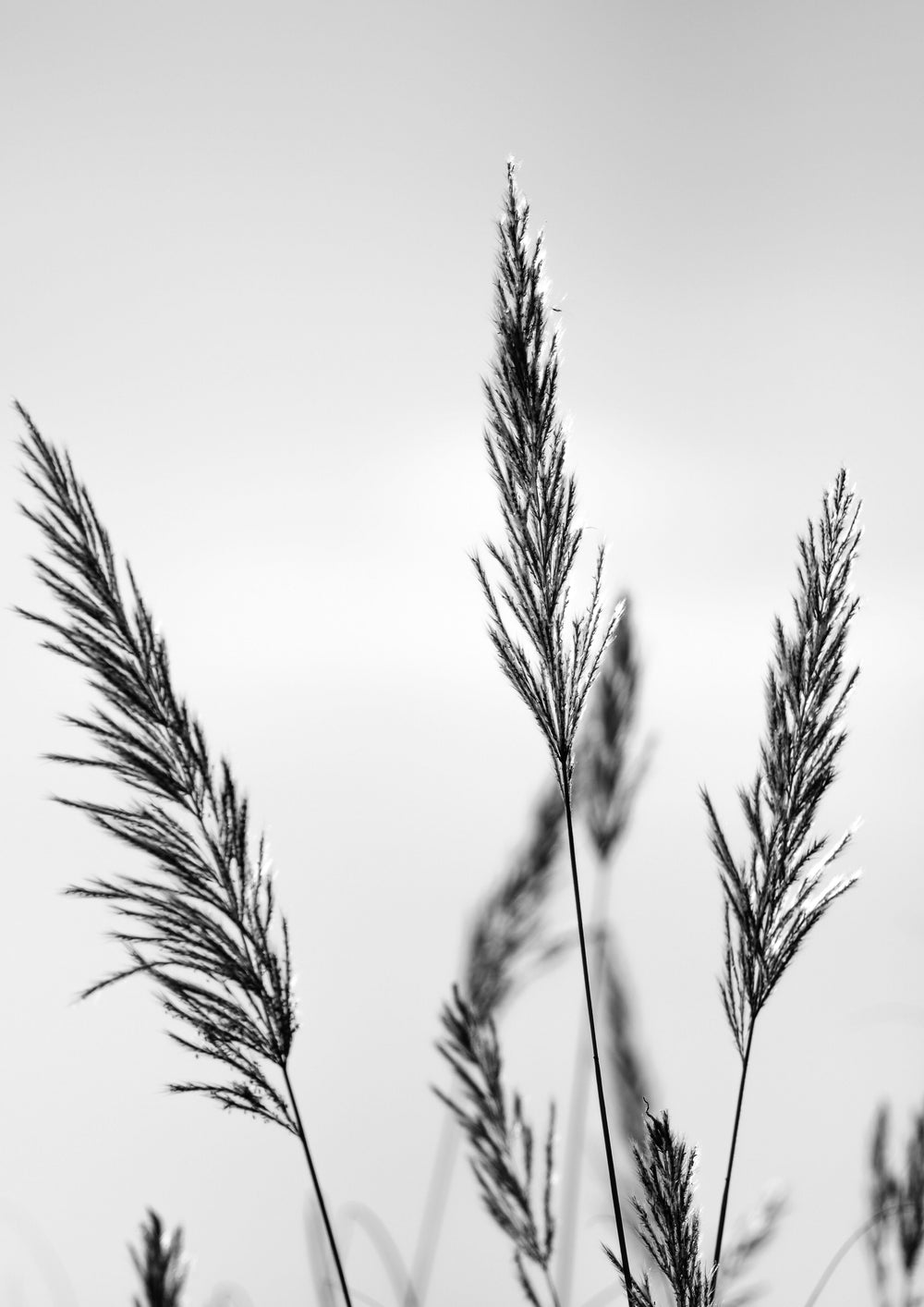 Black Grasses Black and White Photographic Print 01