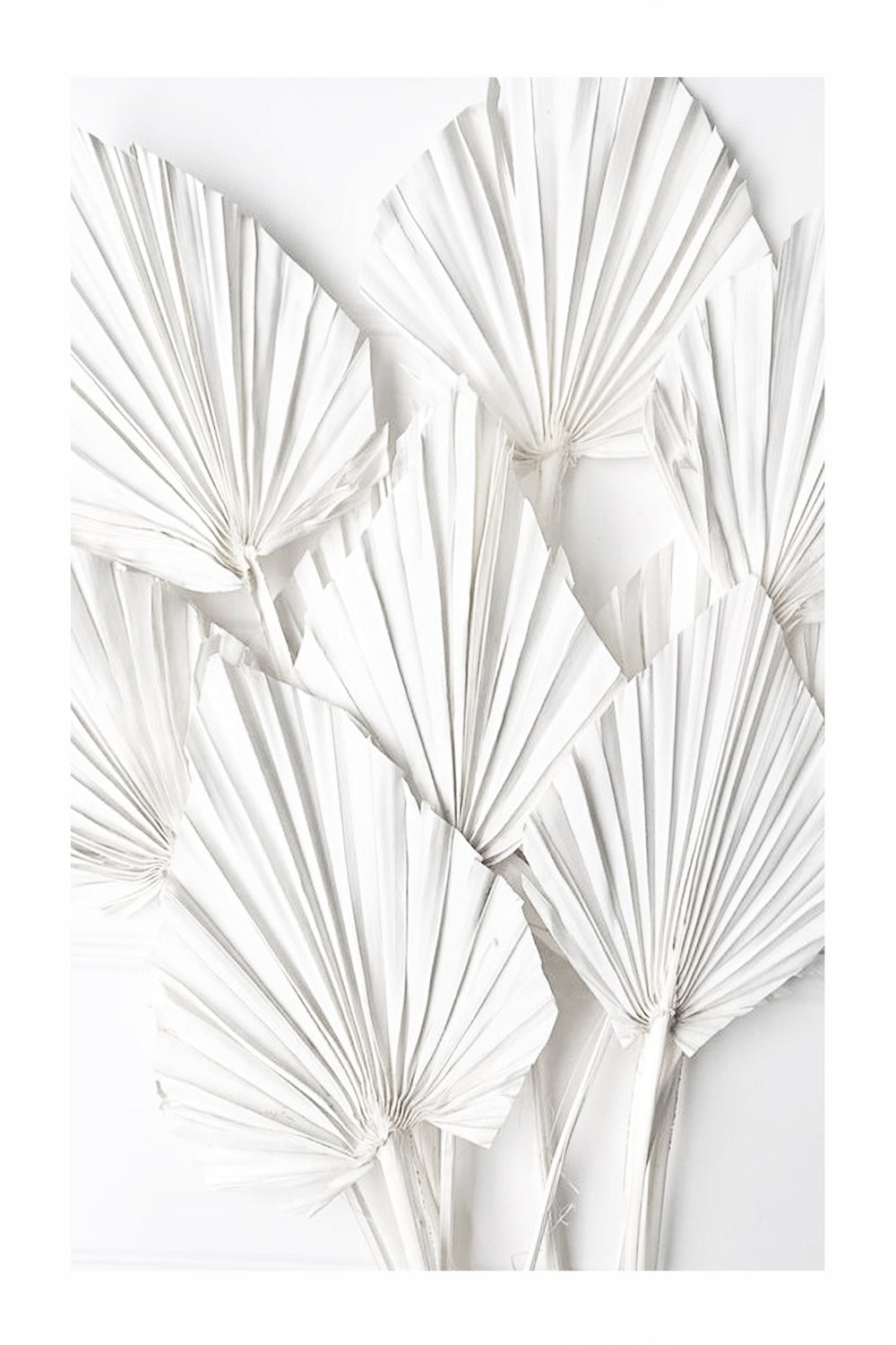 Palm Leaf  2