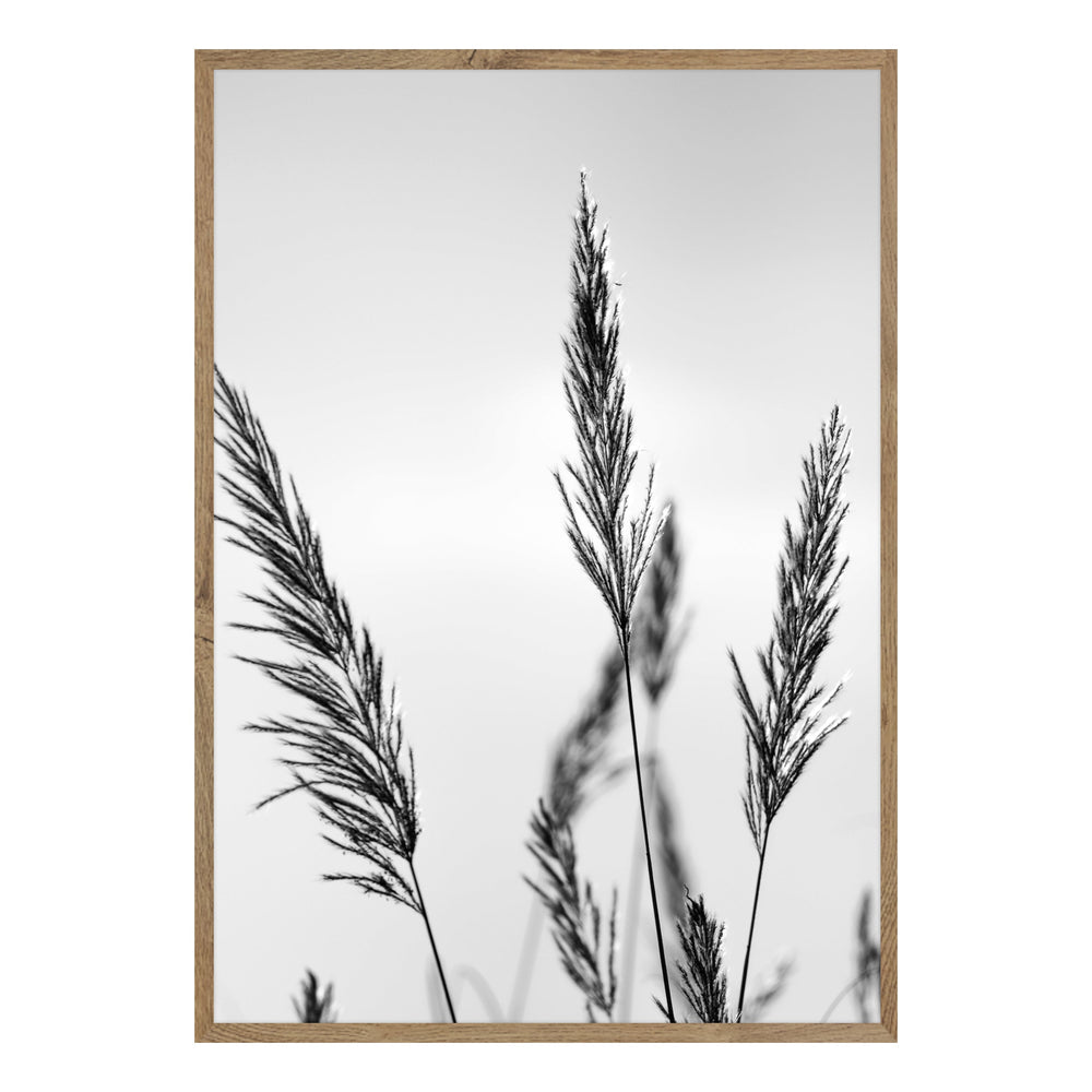 Black Grasses Black and White Photographic Print 01