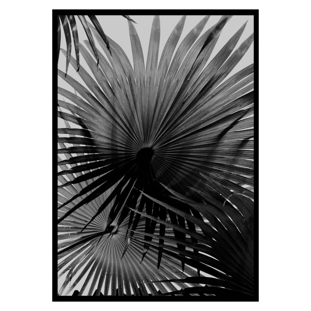Palm Shadows 01