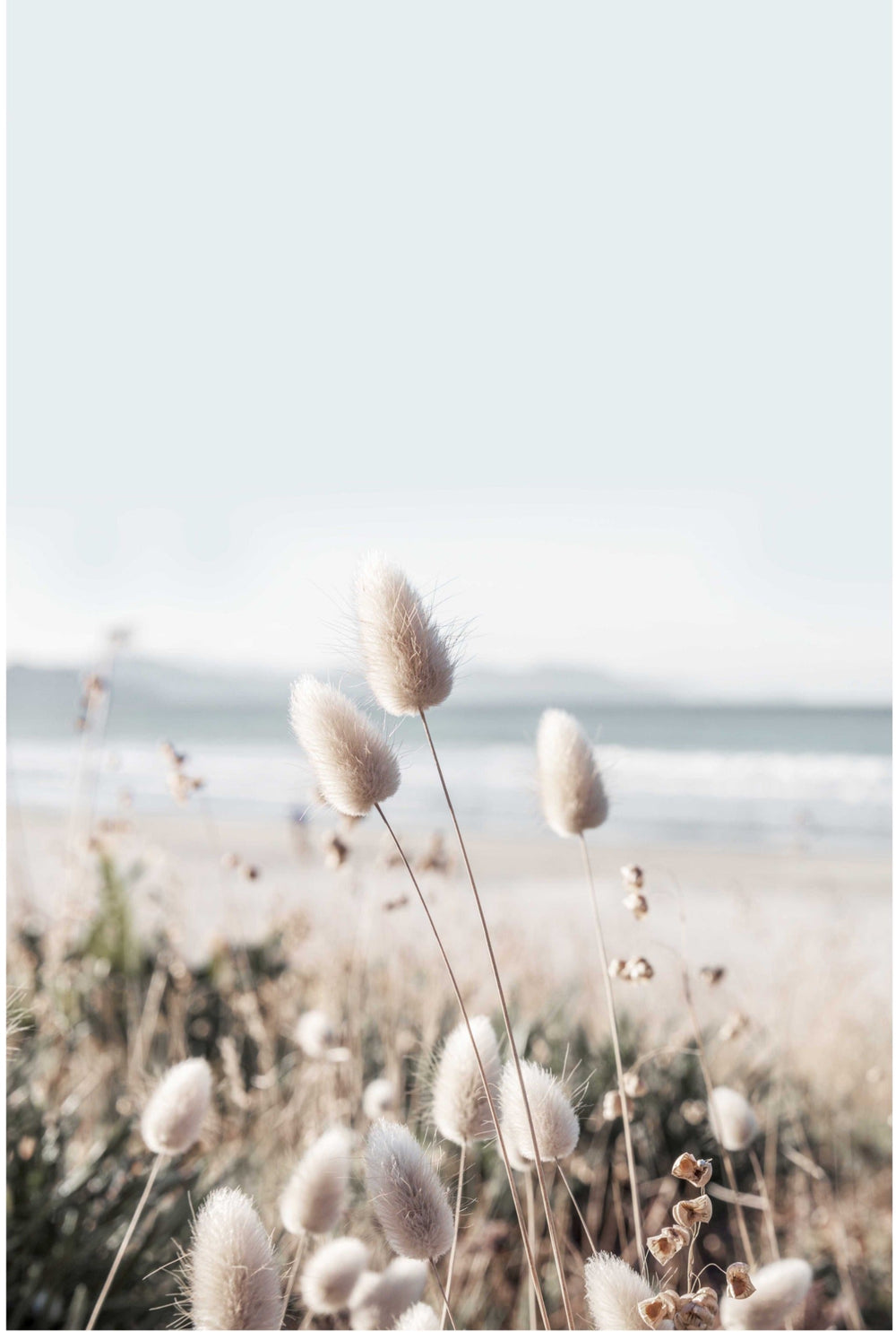 Beachscape Grasses