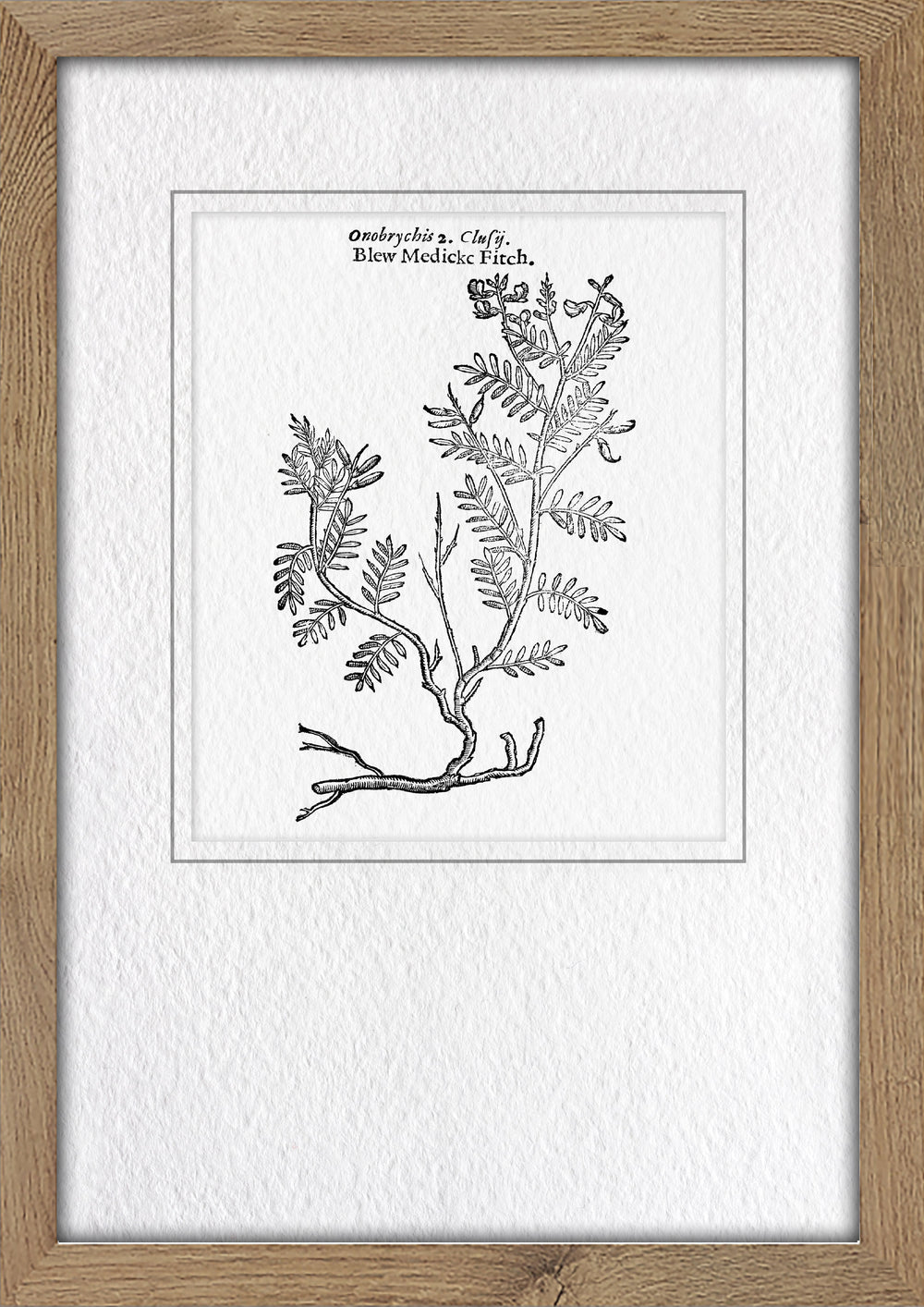 Classical Botanical Study 2
