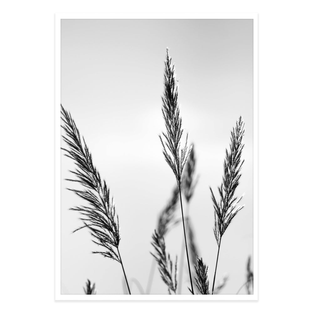 Black Grasses Black and White Photographic Print 01