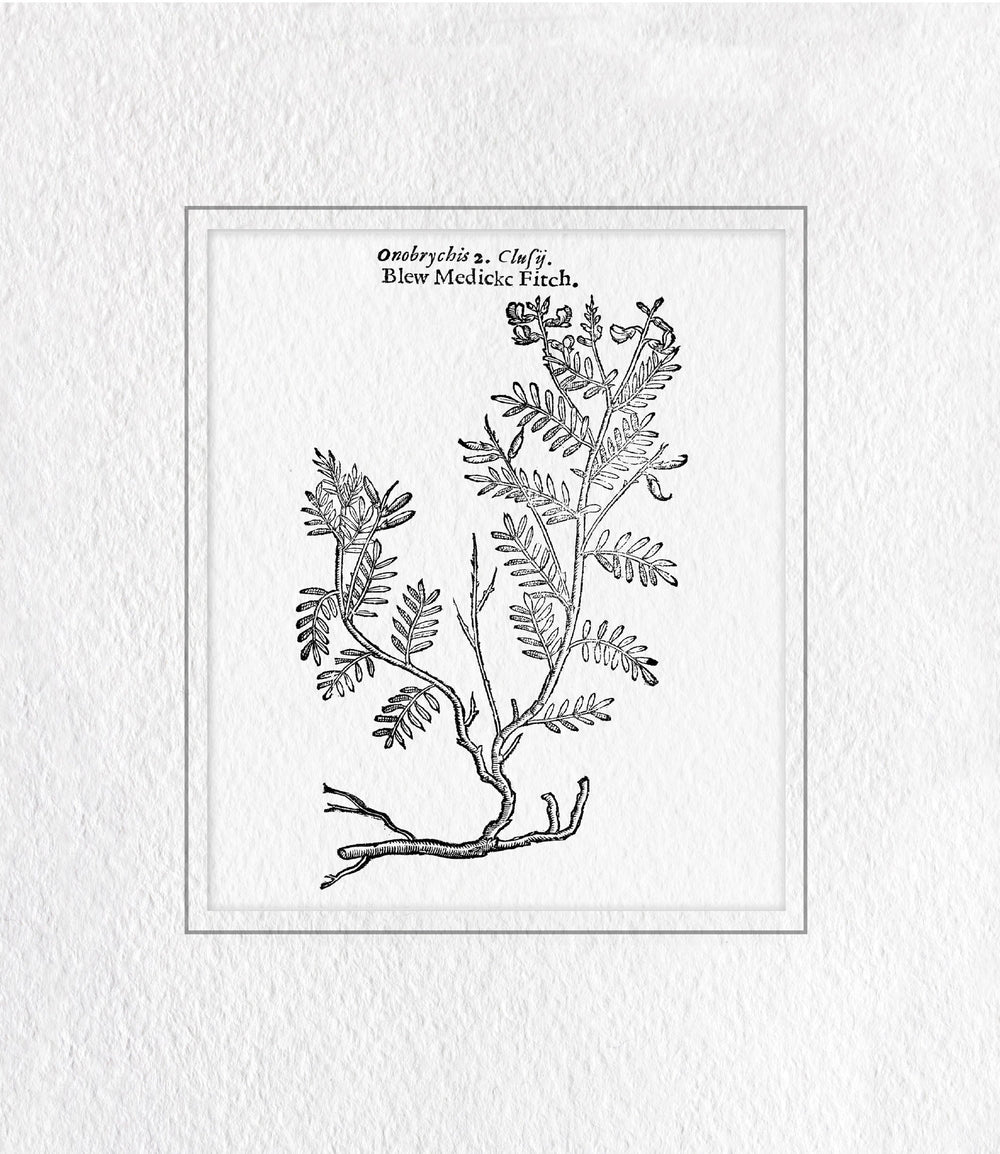 Classical Botanical Study 2