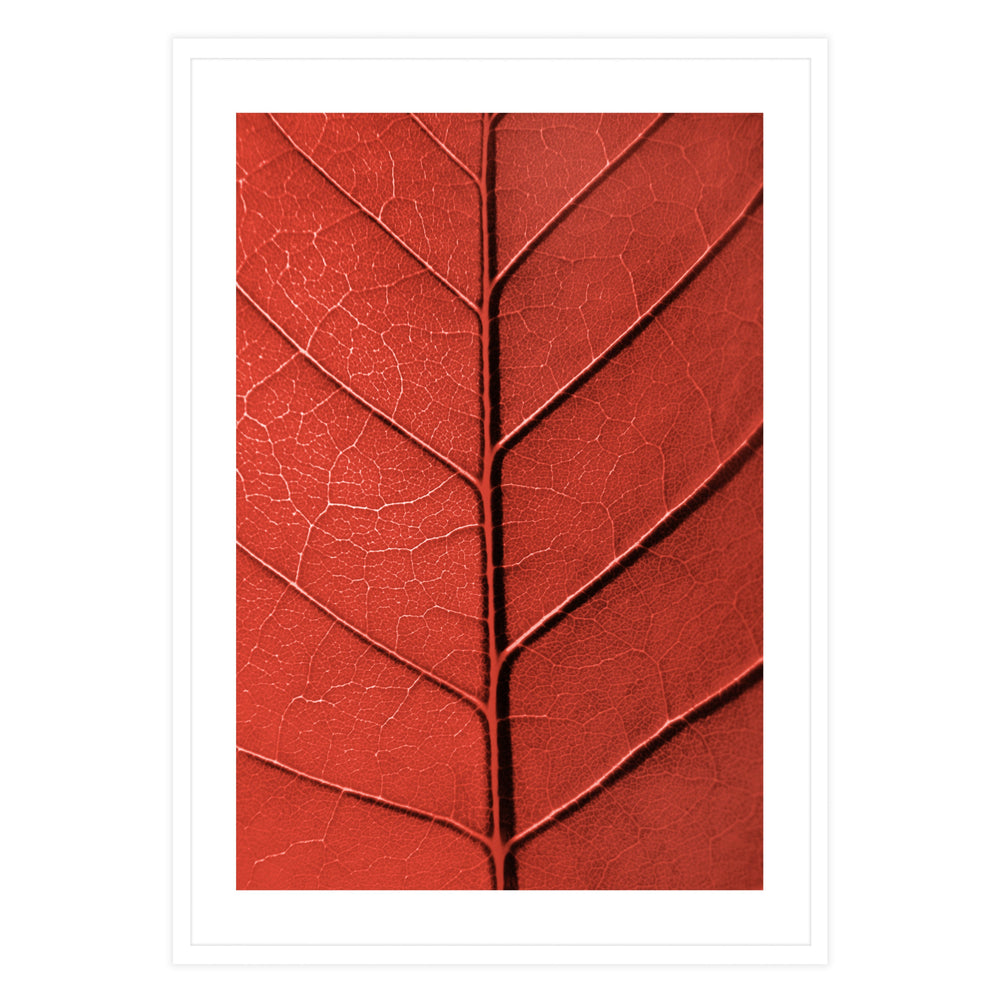 Red Leaf