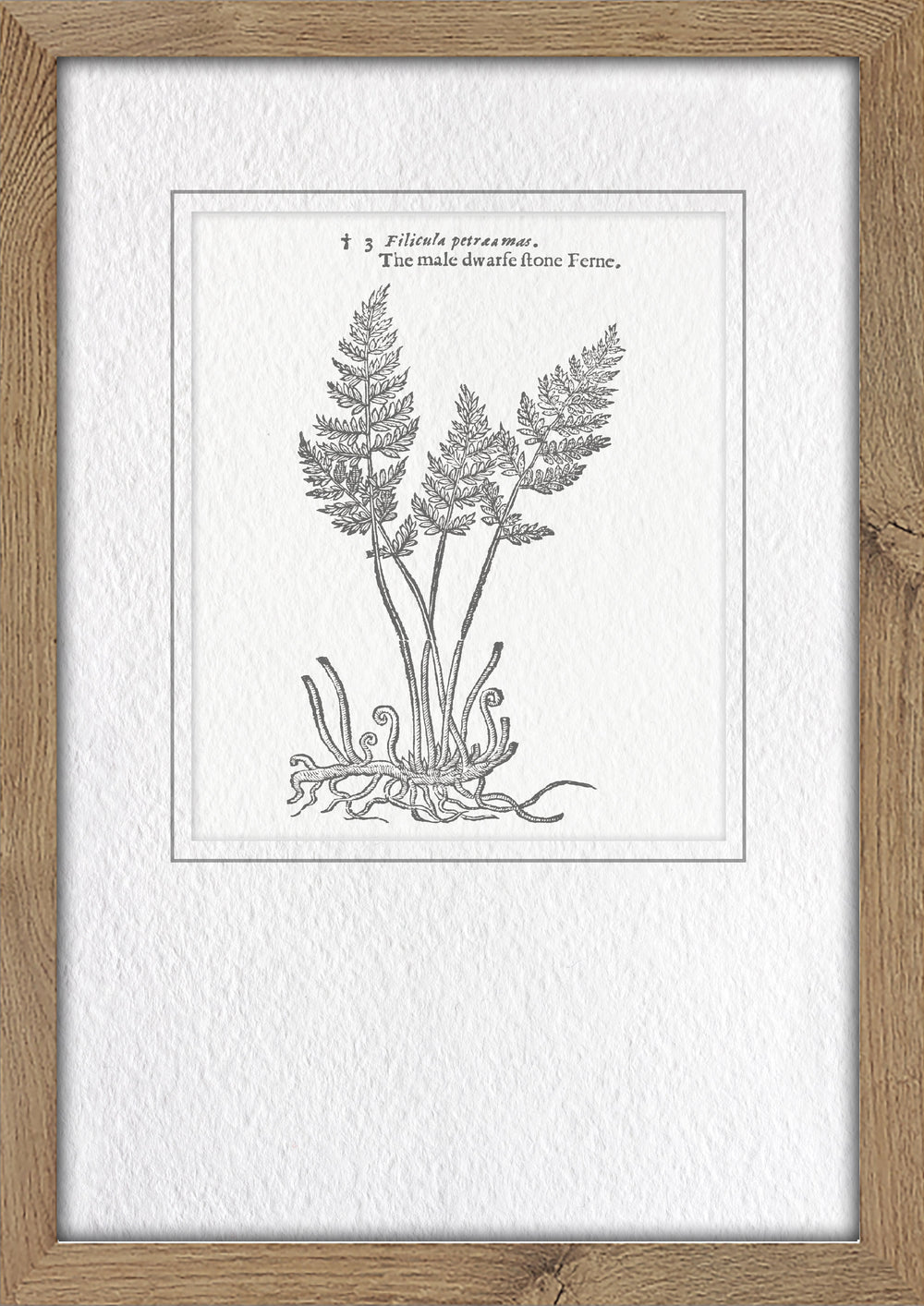 Classical Botanical Study 1