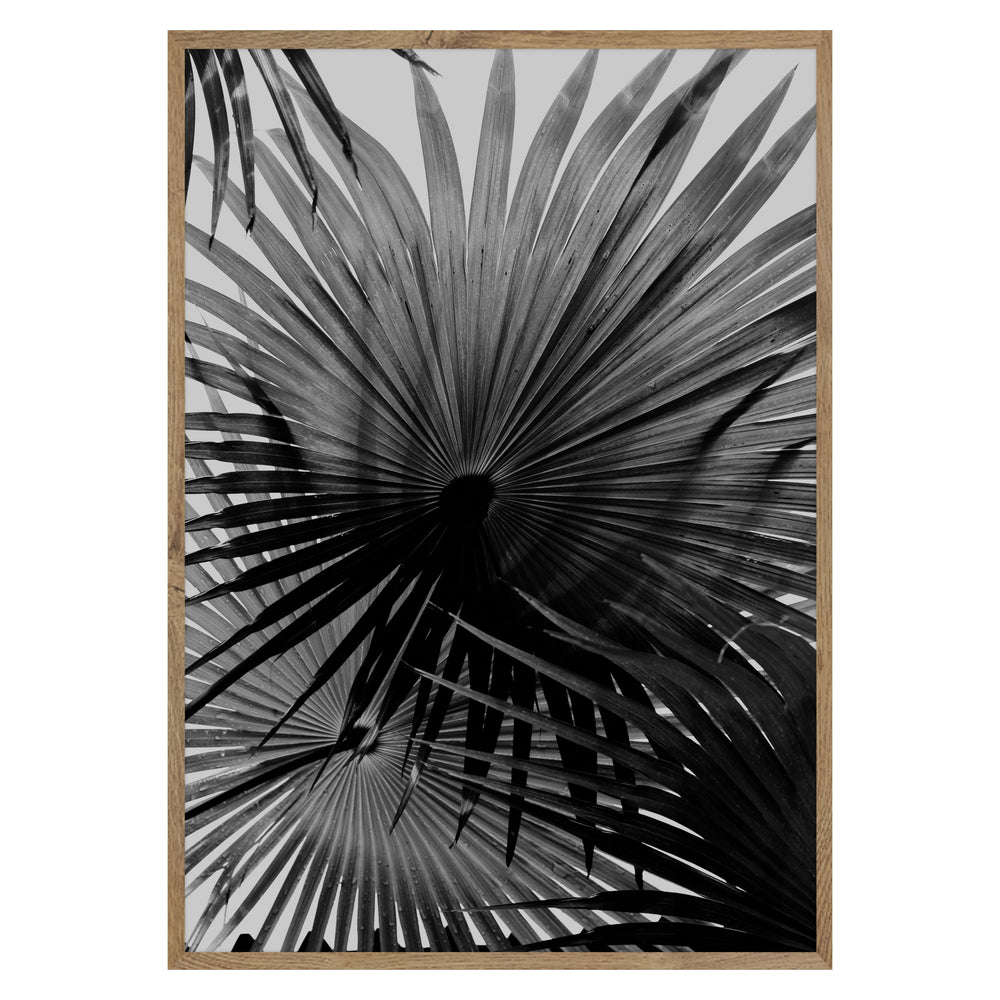 Palm Shadows 01