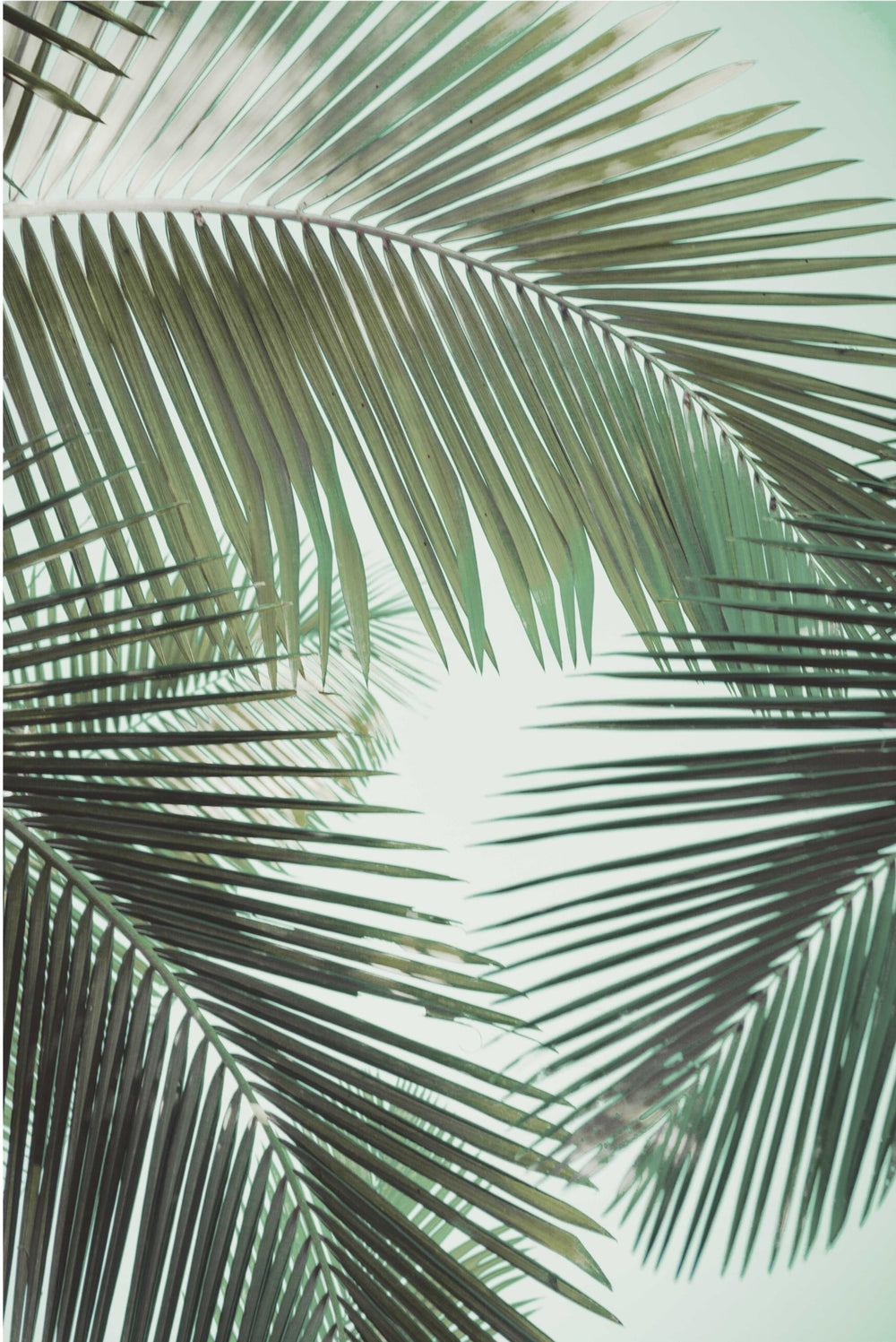 Fern Leaf