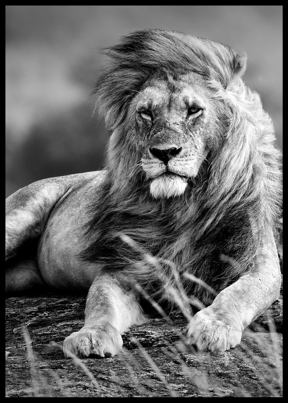 Black & White Lion