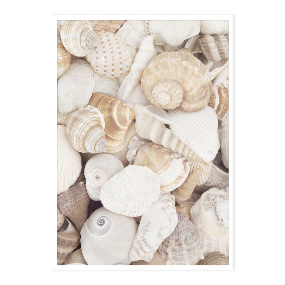 Seashells