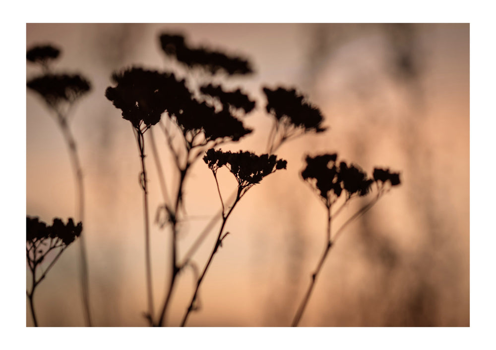 Flower Shadows