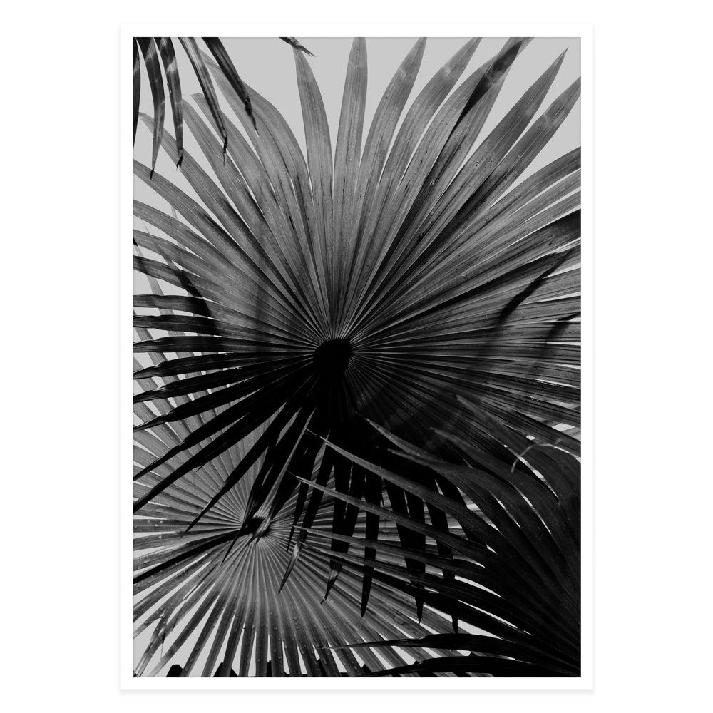 Palm Shadows 01