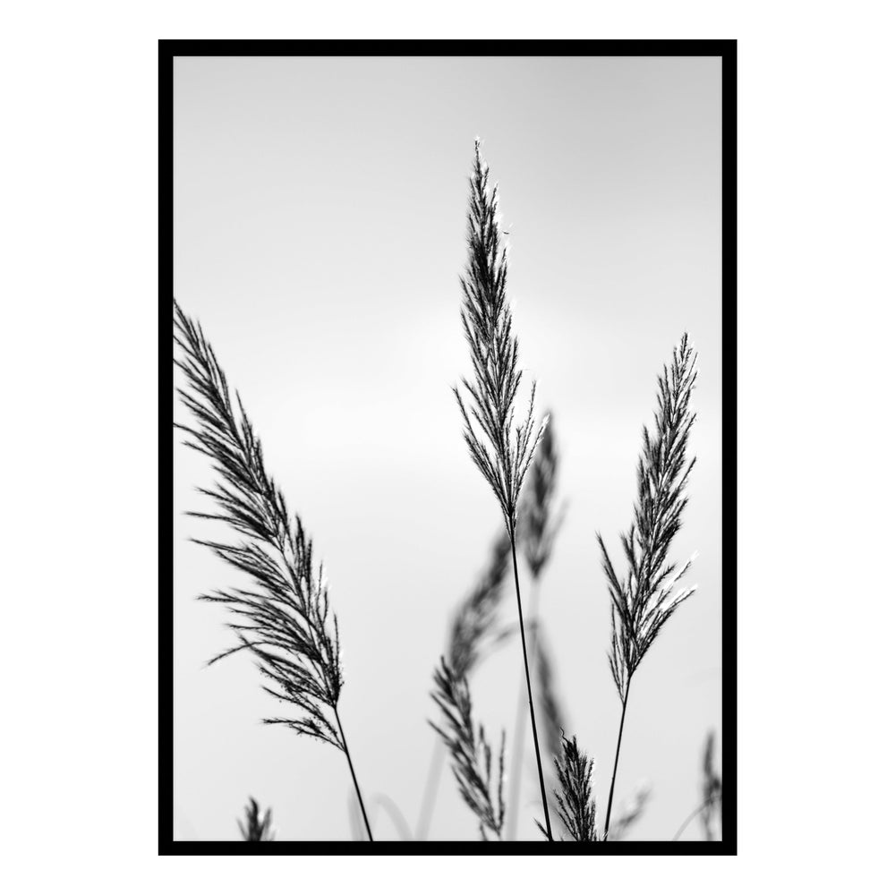 Black Grasses Black and White Photographic Print 01