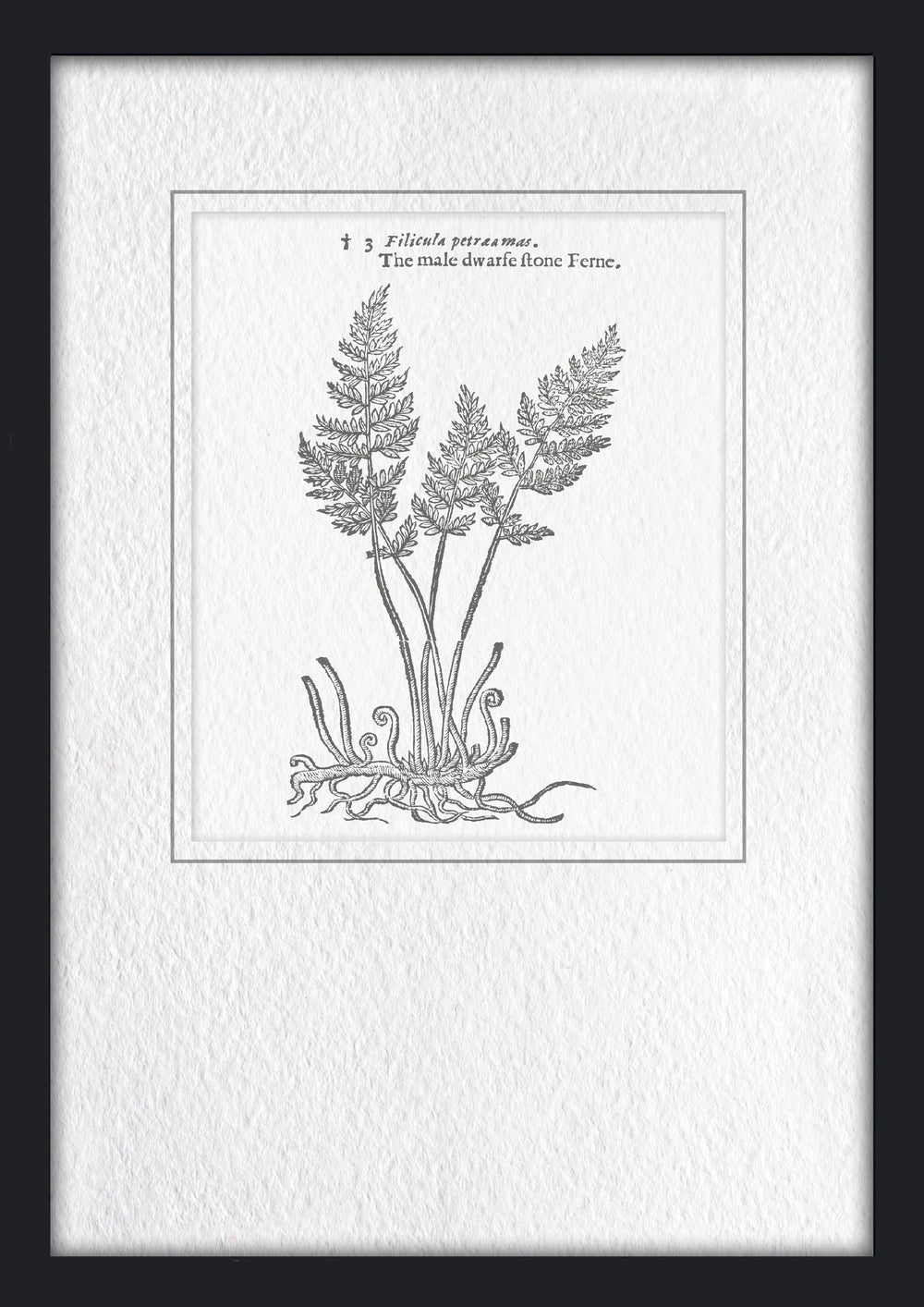 Classical Botanical Study 1