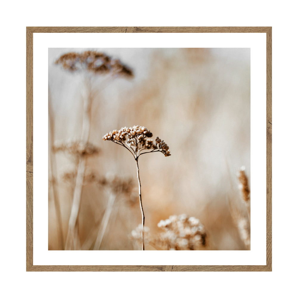 Autumn Flowers Photographic Print