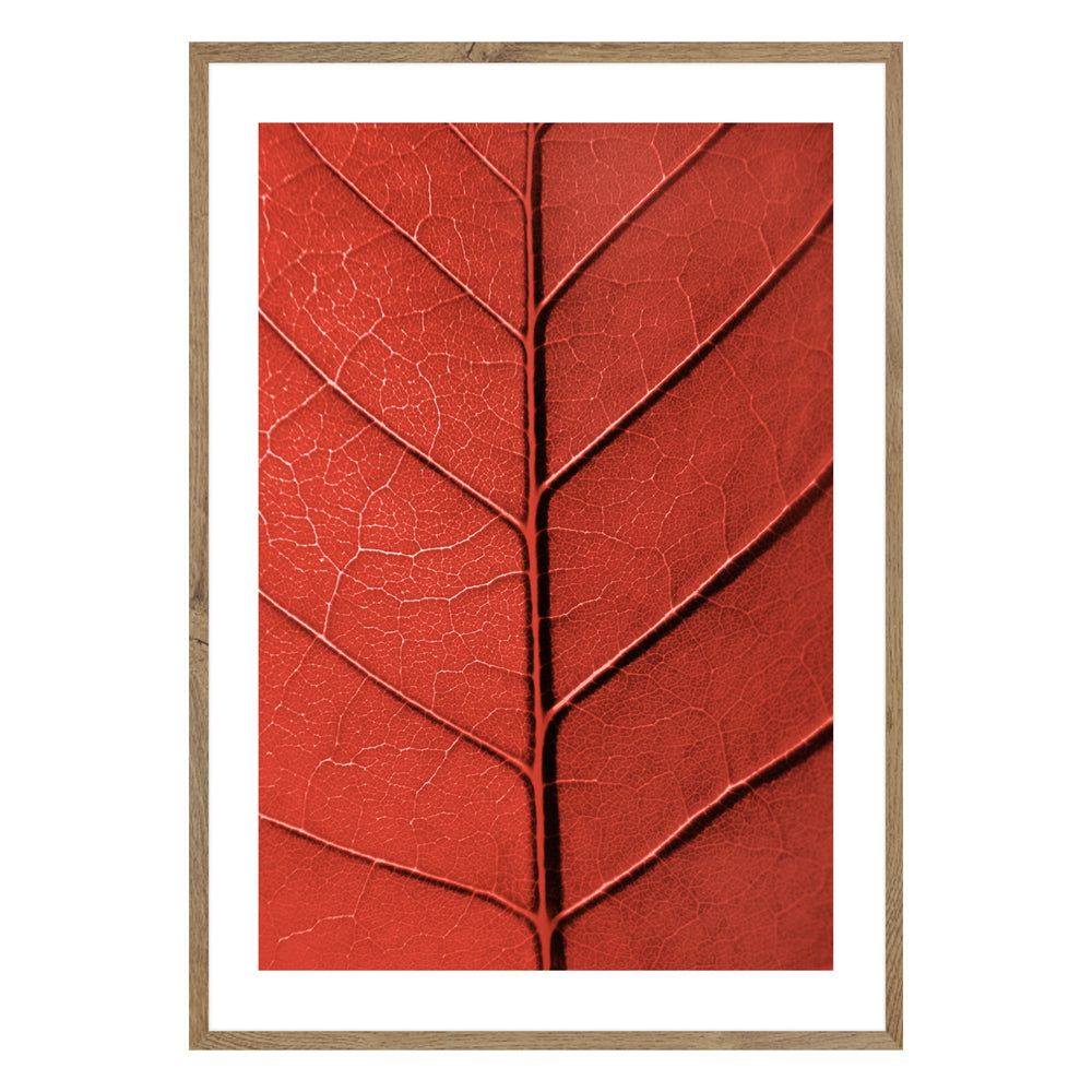 Red Leaf