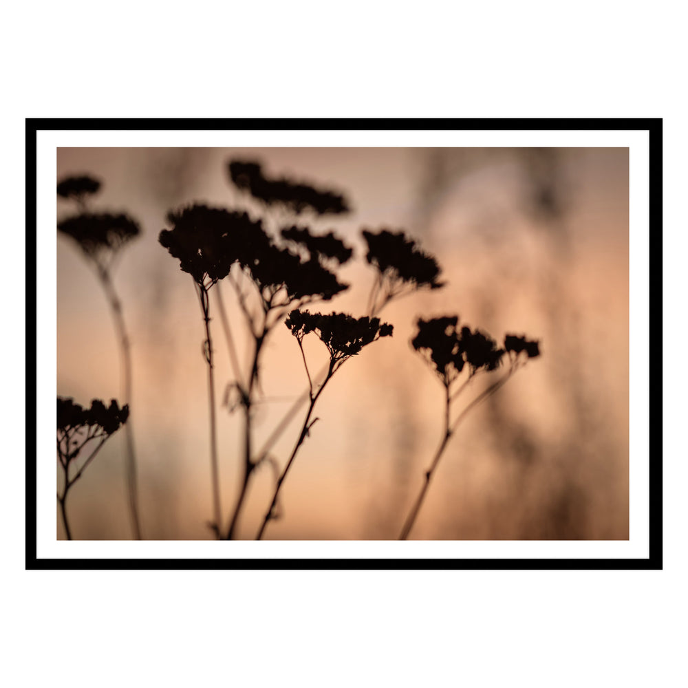 Flower Shadows