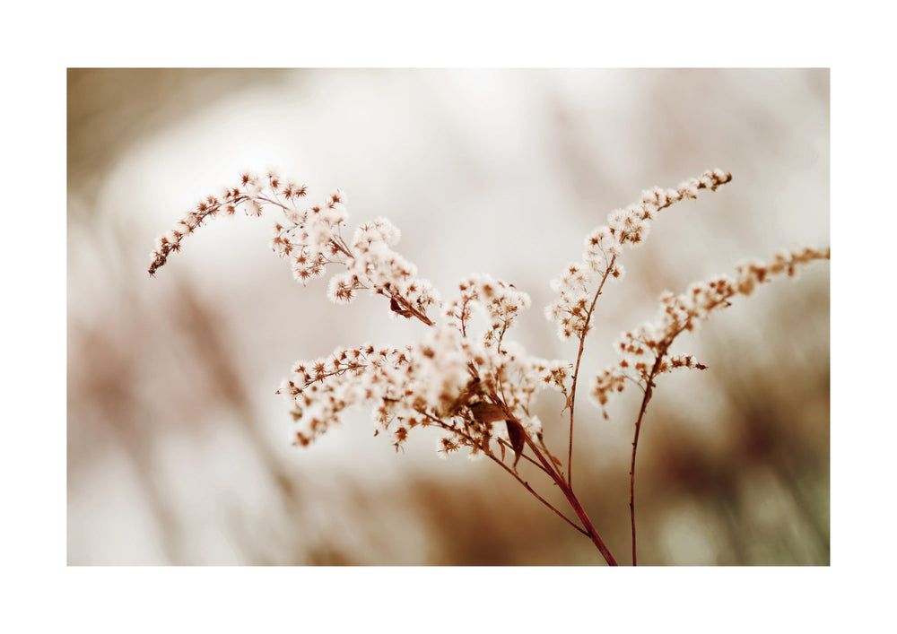 Blossom Flower