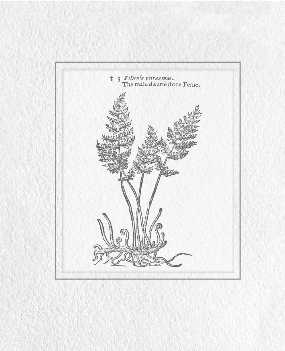 Classical Botanical Study 1